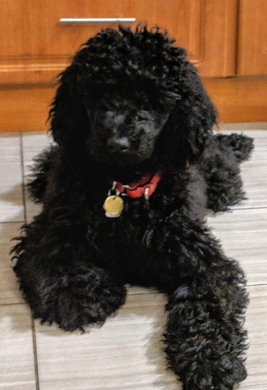 A picture of a 4-month-old Standard Poodle, holding still for once.